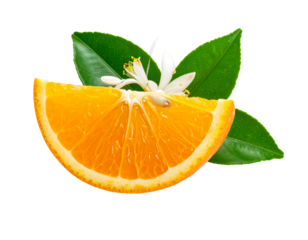 Sliced orange wedge with leaves & white flower. Clean background