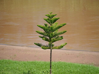 green tree in the garden