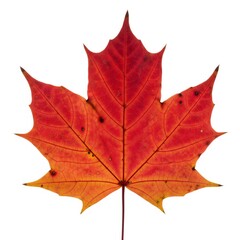 Obraz premium Bright Red Maple Leaf Isolated on White Background with Intricate Veins and Textured Surface
