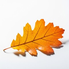 Fototapeta premium Detailed Orange Oak Leaf with Veins on White Background with Shadow