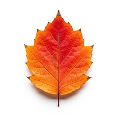 Fototapeta premium Isolated Autumn Leaf with Orange and Red Gradient Color on White Background