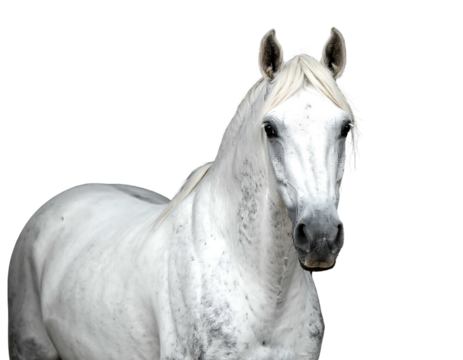 White horse portrait with grey dapples against a black background, mane flowing, facing forward
