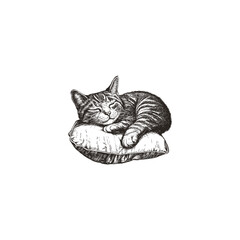 Vintage hand-drawn illustration of a sleeping striped cat on a pillow. Detailed ink sketch of a domestic tabby feline resting peacefully