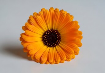 Vibrant orange calendula flower closeup with detailed petals and dark center
