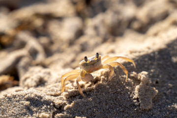 Sand Crab on Moreton island Queensland Australia