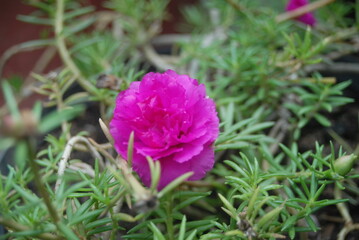 Plants, fruits, and seeds from southern Mexico