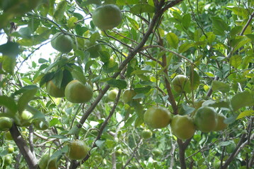 Plants, fruits, and seeds from southern Mexico