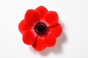 Fototapeta premium Single red flower viewed top down on a light table clean graphic floral study studio isolated on pure white background