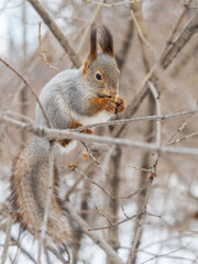 The squirrel with nut sits on tree in the winter or late autumn