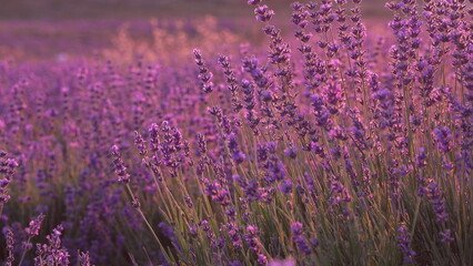 Fototapeta premium Lavender Field Sunset. Purple blossoms glow brilliantly in a vast natural field at dusk, showcasing its serene beauty.