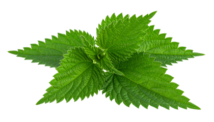 Vibrant green nettle leaves cluster, radiating from a central point on a stark black background
