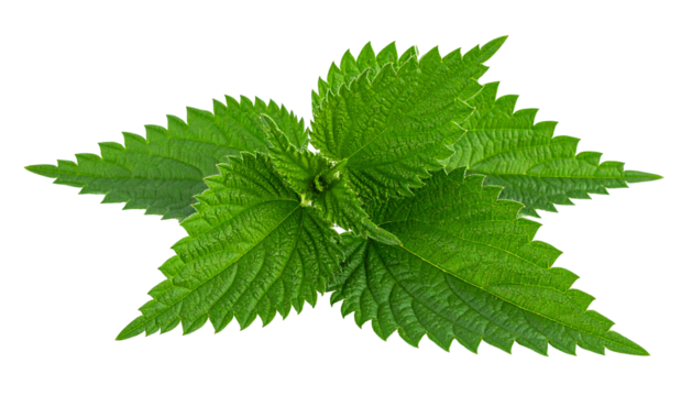 Vibrant green nettle leaves cluster, radiating from a central point on a stark black background