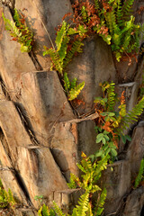The details of an aging palm tree trunk, palm tree trunk, green leaves on stone wall