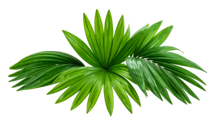 Vivid, lush green palm leaves radiate against a clean, pure black backdrop, creating striking contrast