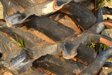 The details of an aging palm tree trunk, palm tree trunk, firewood in the fire