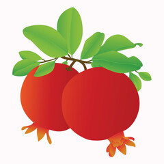 Realistic Pomegranate Vector Illustration