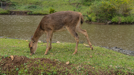 A deer Rusa timorensis  grazes in a meadow by a pond. The animal tilted its head, eating green...
