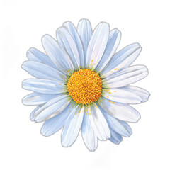 Daisy's Delicate Radiance: A single daisy showcases its perfect symmetry and delicate petals, its vibrant yellow center, evoking a sense of purity and natural beauty.