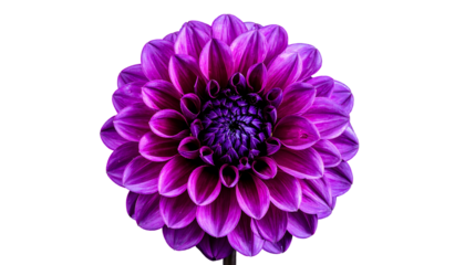 Vibrant purple dahlia in full bloom, isolated against a stark black background