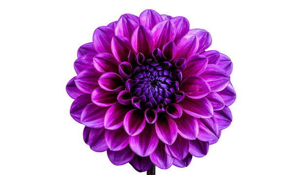 Vibrant purple dahlia in full bloom, isolated against a stark black background