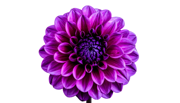 Vibrant purple dahlia in full bloom, isolated against a stark black background