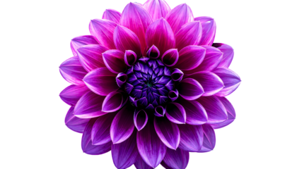 Vibrant purple dahlia with intricate petal layers, centered against a stark black background, highlighting its radial symmetry