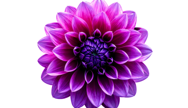 Vibrant purple dahlia with intricate petal layers, centered against a stark black background, highlighting its radial symmetry