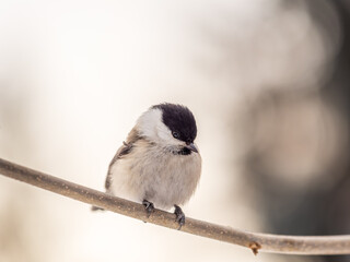 Obraz premium Cute bird the willow tit, song bird sitting on a branch without leaves in the winter.