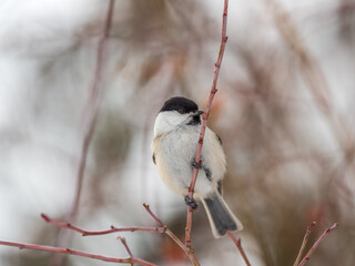 Fototapeta premium Cute bird the willow tit, song bird sitting on a branch without leaves in the winter.