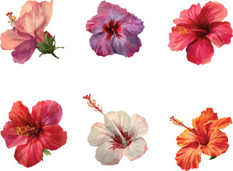 set of hibiscus flowers