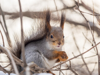 Fototapeta premium The squirrel with nut sits on tree in the winter or late autumn