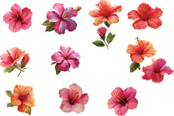 watercolor set of hibiscus flowers