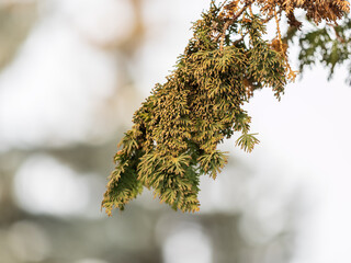 Autumn Thuja branches in the sunset light.