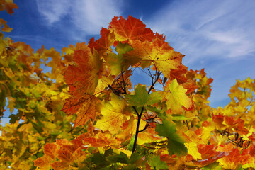 Autumn leaves against the blue sky.