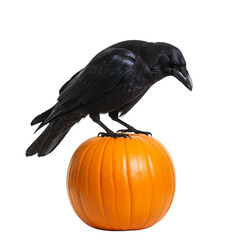 Fototapeta premium Mysterious black raven perched atop an iconic orange pumpkin, perfect for Halloween themes.