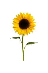 Bright sunflower with stem on white background, showcasing natural beauty, vivid yellow petals, and green leaves. Perfect for design, botanical, or nature-themed concepts.