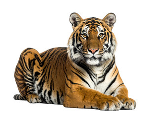 Striking tiger lying down, its patterned fur and amber eyes captivating against black background