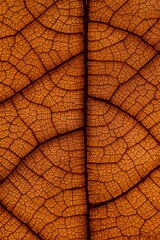 Detailed macro photograph of an autumn leaf showing intricate vein structure and rich orange-brown texture, capturing the delicate natural pattern and organic beauty of seasonal foliage in high defini