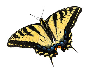 Striking yellow butterfly with black stripes, wings spread, against a stark, dark background