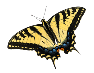 Striking yellow butterfly with black stripes, wings spread, against a stark, dark background