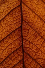 Detailed macro photograph of an autumn leaf showing intricate vein structure and rich orange-brown texture, capturing the delicate natural pattern and organic beauty of seasonal foliage in high defini