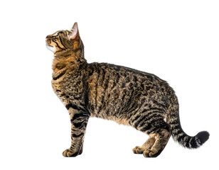 Striped cat stands, gazing upward against a dark background in profile. Soft fur and lit from front