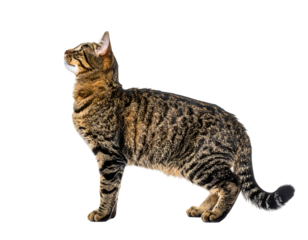 Striped cat stands, gazing upward against a dark background in profile. Soft fur and lit from front