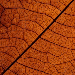 Detailed macro photograph of an autumn leaf showing intricate vein structure and rich orange-brown texture, capturing the delicate natural pattern and organic beauty of seasonal foliage in high defini