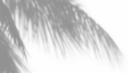 Overlay coconut leaves shadow effect on transparent background. high quality 3d render png format.	