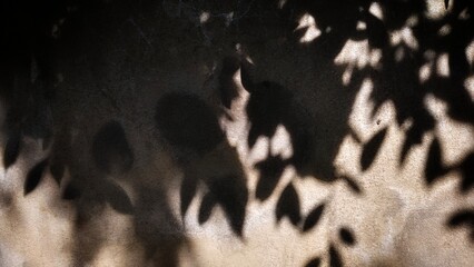 Shadows of leaves on the wall