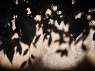 Shadows of leaves on the wall