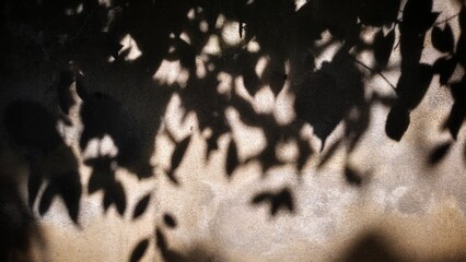 Shadows of leaves on the wall
