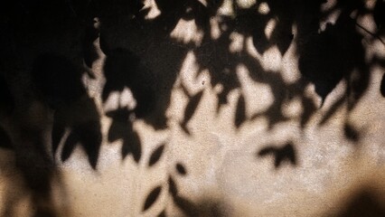Shadows of leaves on the wall
