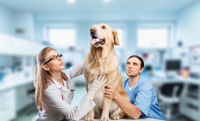 Veterinarian checks cute dog pet during appointment.